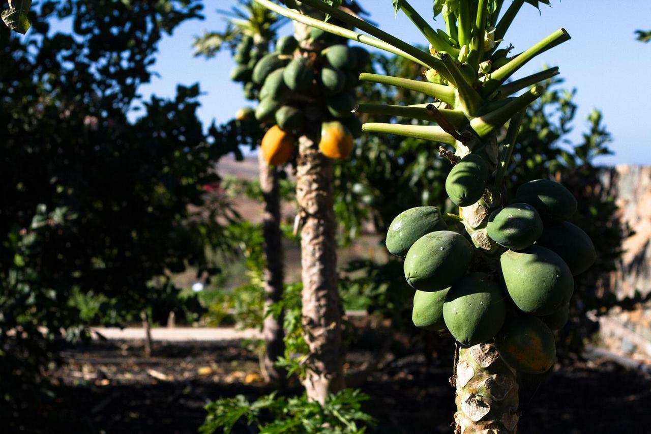 Finca Arbequina Pájara Esterno foto